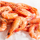 Shrimp on a bed of ice with a white background