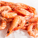 Shrimp on a bed of ice with a white background